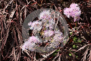 Thalictrum growing through an acer