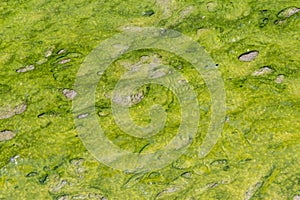 The thallophytic plant or lichen