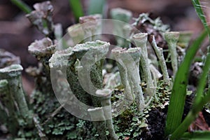 Thallus and apothecium of cup lichen