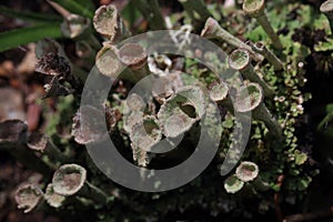 Thallus and apothecium of cup lichen