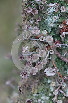 Thallus and apothecium of cup lichen