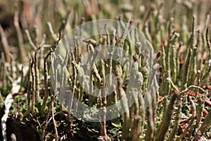 Thallus and apothecium of cup lichen