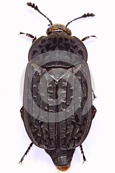 Thanathophilus rugosus carrion beetle
