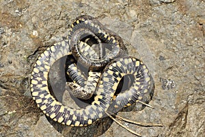 Thanatosis behavior on dice snake