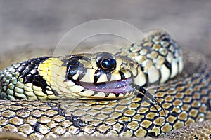 Thanatosis behaviour, grass snake