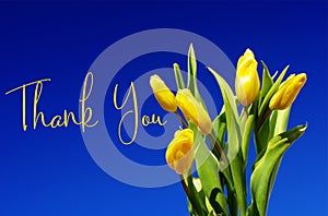 Thank You Message. Blooming yellow tulips on a blue sky background. Spring flower background with yellow tulips, mockup template.