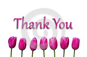 Thank You Message, Pink tulips on white background. Spring flower background with blooming tulips, mockup template with copy space