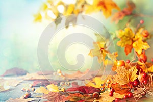 Thanksgiving or autumn scene with leaves and berries on wooden table.  Autumn background with falling leaves