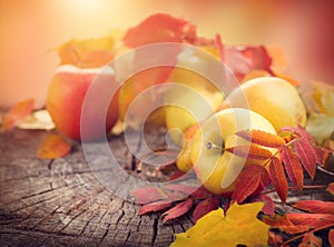 Thanksgiving background. Autumn colorful leaves, apples and pears