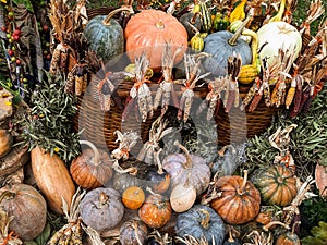 Thanksgiving background with autumnal fruits and gourds over nature background and a rustic themes.