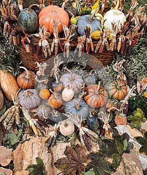 Thanksgiving background with autumnal fruits and gourds over nature background and a rustic themes.