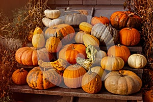 Thanksgiving background. Halloween. Fresh, colorful pumpkins. Autumn