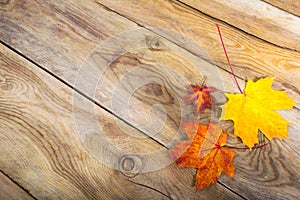 Thanksgiving background with three fall maple leaves, copy space