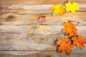 Thanksgiving background with vivid fall maple leaves, copy space