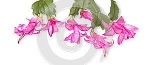 Thanksgiving Cactus.