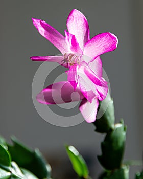 Thanksgiving cactus bloom.