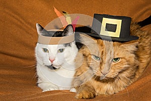 Thanksgiving Cats photo