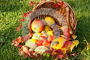 Thanksgiving - colorful autumn basket with fruits