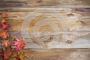 Thanksgiving concept with fall colorful maple leaves on wooden