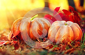 Thanksgiving day background. Orange pumpkins