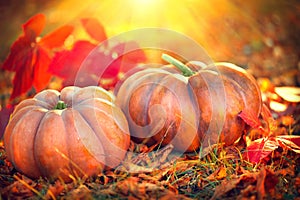 Thanksgiving day background. Orange pumpkins over nature background