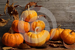 Thanksgiving day. Beautiful composition with pumpkins on table against wooden wall, space for text