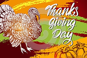 Thanksgiving day, holiday poster, turkey domestic fow, calligraphy text hand drawn vector illustration sketch
