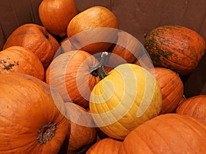 Thanksgiving Day - pumpkins