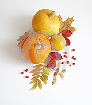 Thanksgiving Day. Pumpkins, autumn leaves and rowan berries