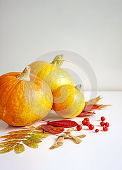 Thanksgiving Day. Pumpkins, autumn leaves and rowan berries