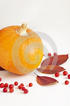 Thanksgiving Day. Pumpkins, autumn leaves and rowan berries