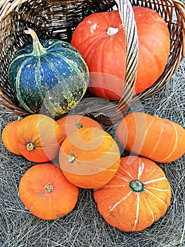 Thanksgiving Day. Pumpkins of different sizes on a grey burlap.