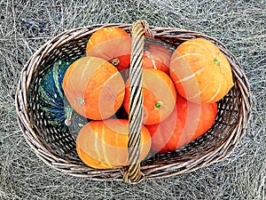 Thanksgiving Day. Pumpkins of different sizes on a grey burlap.