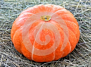 Thanksgiving Day. Pumpkins of different sizes on a grey burlap.