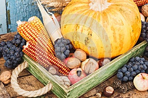 Thanksgiving day: Tray of different autumn vegetables