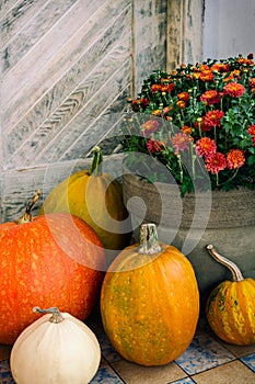 Thanksgiving decorated front door with various size and shape pumpkins and chrysanthemum. Front Porch decorated for the Halloween.