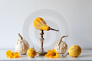 Thanksgiving decoration. Minimal autumn inspired room decoration. Selection of various pumpkins on white shelf.