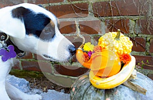 Thanksgiving Dog sniffs Pumpkin and Flower Centerpiece