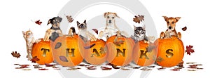 Thanksgiving Dogs and Cats With Falling Leaves