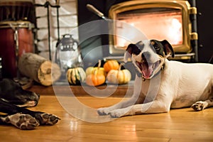 Thanksgiving dogs near fireplace