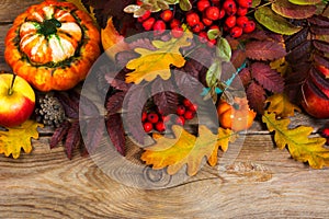 Thanksgiving or fall background with red berries, pumpkins, rowan