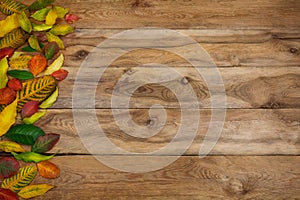 Thanksgiving or fall background with red, yellow and green leave