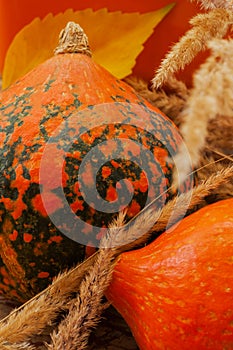 Thanksgiving , family holiday, still life with Pumpkins of autumn, vintage. Sunny photo .