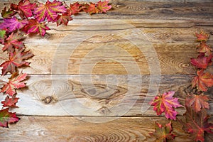 Thanksgiving greeting background with fall maple leaves