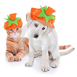 Thanksgiving Halloween dog cat pet pumpkin costume