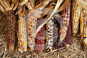 Thanksgiving Halloween Ears of Corn