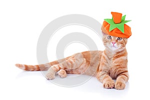 Thanksgiving Halloween Pumpkin Cat