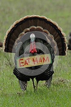 Thanksgiving Humor: 'Eat Ham' Turkey