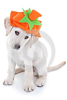 Thanksgiving Pumpkin Dog