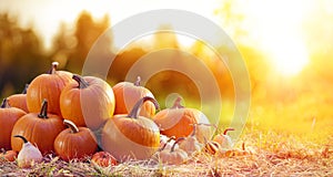 Thanksgiving - Ripe Pumpkins In Field
